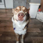 Un Rottsky sur un plancher et portant un collier autour du cou