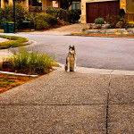 Un Rottsky assis sur une surface bétonnée et portant un collier autour du cou