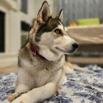 Un Rottsky allongé sur un tapis et portant un collier autour du cou