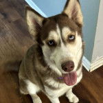 Un Rottsky assis sur un plancher et tirant la langue 