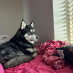 Un Rottsky allongé sur un lit et semblant détendu 