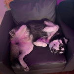 Un Rottsky allongé sur un canapé 