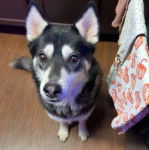 Un Rottsky assis sur un plancher 