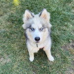 Un Rottsky assis sur un terrain gazonné et portant un collier autour du cou