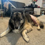 Un Rottsky allongé sur une moquette et regardant la caméra