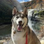 Un Rottsky ayant la langue pendante et qui est tenu en laisse