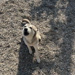 Un Rottsky assis sur des gravillons et semblant aboyer