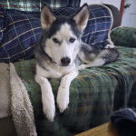 Un Rottsky allongé sur un canapé et regardant la caméra