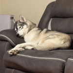 Un Rottsky allongé sur un fauteuil et semblant fatigué