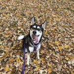 Un Rottsky ayant la langue pendante et qui est tenu en laisse 