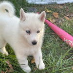 Un Rottsky sur une surface herbacée 