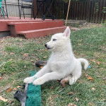 Un chiot Rottsky assis sur un terrain herbeux 