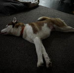 Un Rottsky allongé sur un lit et semblant dormir 