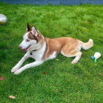 Un Rottsky allongé sur une surface gazonné et portant un collier autour du cou