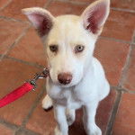 Un chiot Rottsky assis sur un sol pavé et qui est tenu en laisse 