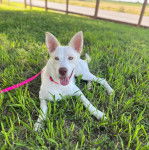 Un Rottsky allongé sur une surface herbacée et qui est tenu en laisse