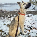 Un Rottsky assis sur une surface enneigée et qui est tenu en laisse 