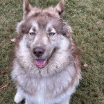 Un Rottsky assis sur un terrain herbeux et ayant la gueule légèrement ouverte 