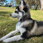 Un Rottsky allongé sur un terrain herbeux et portant un collier autour du cou