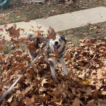 Un Rottsky sur un sol jonchés de feuilles mortes et qui est tenu en laisse 
