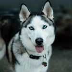 Un Rottsky portant un collier autour du cou et regardant vers la caméra 