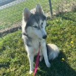 Un Rottsky assis sur un terrain herbeux et qui est tenu en laisse 