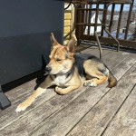 Un Rottsky allongé sur un plancher et semblant détendu 
