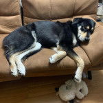 Un Rottsky allongé sur un canapé et regardant la caméra