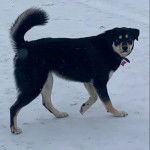 Un Rottsky marchanr sur une surface enneigée et portant un collier autour du cou 