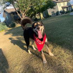 Un Rottsky sur un terrain gazonné ayant la langue pendante et portant foulard 