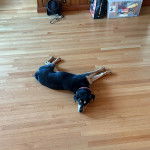 Un Rottsky allongé sur un plancher et portant un collier autour du cou