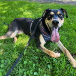 Un Rottsky allongé sur un terrain herbeux ayant la langue pendante et qui est tenu en laisse