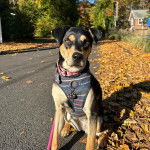 Un Rottsky portant un harnais et qui est tenu en laisse 