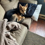 Un Rottsky allongé sur un canapé et regardant la caméra 