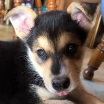 Gros plan d'un Rottsky regardant vers la caméra  