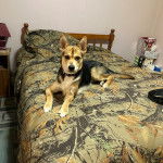 Un Rottsky allongé sur un lit et portant un collier autour du cou