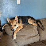 Un Rottsky allongé sur un canapé et regardant vers la caméra 