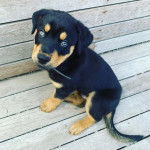 Un Rottsky assis sur un banc en bois portant un collier autour du cou