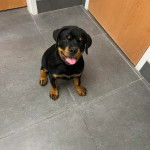 Un Rottsky assis sur un sol carrelé et tirant la langue 