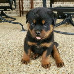 Un Rottsky assis sur une surface bétonnée et tirant la langue 