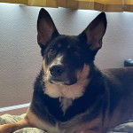 Un Rottsky allongé sur un lit et portant un collier autour du cou