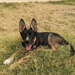 Un Rottsky allongé sur un terrain herbeux tirant la langue et portant un collier autour du cou