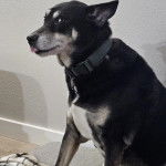 Un Rottsky portant un collier autour du coup