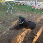 Un Rottsky allongé sur un terrain herbeux et portant un collier autour du cou