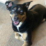 Un Rottsky allongé sur une moquette et ayant la gueule légèrement ouverte 