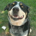 Un Rottsky assis sur un terrain gazonné et portant un collier autour du cou