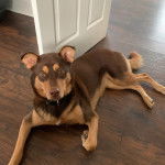 Un Rottsky allongé sur un plancher et portant un collier autour du cou