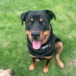 Un Rottsky assis sur une surface gazonnée et tirant la langue