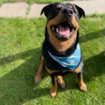 Un Rottsky assis sur un terrain gazonné et portant un foulard 