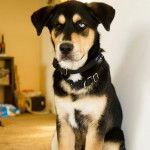 Un Rottsky assis sur une moquette et portant un collier autour du cou 